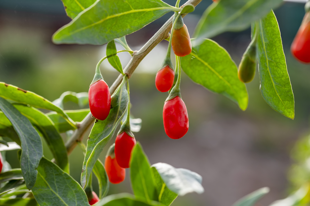 宁夏中宁红枸杞拍摄