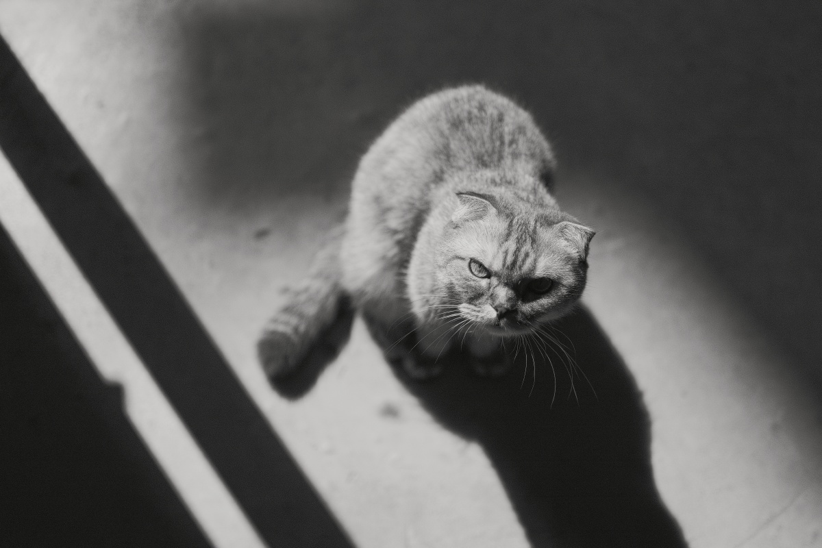 黑白猫片,光影的魅力