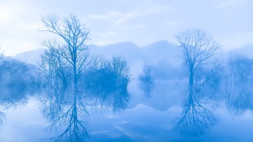 湿地 枯枝