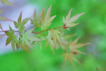 18F6D5B1-C839-498E-849A-F289DBC0CC54/L0/001