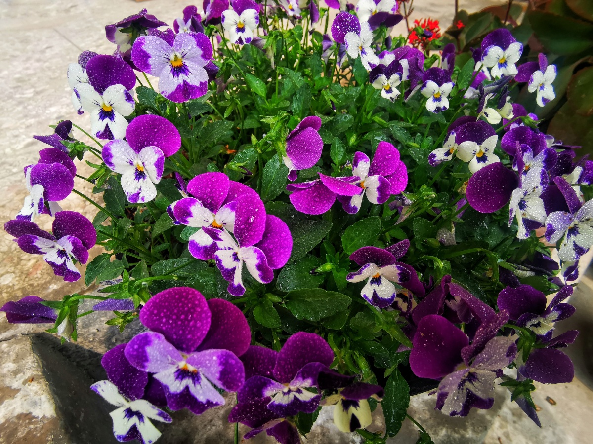 盆景 盆栽 鲜花 花园 晨花 三色堇 园艺