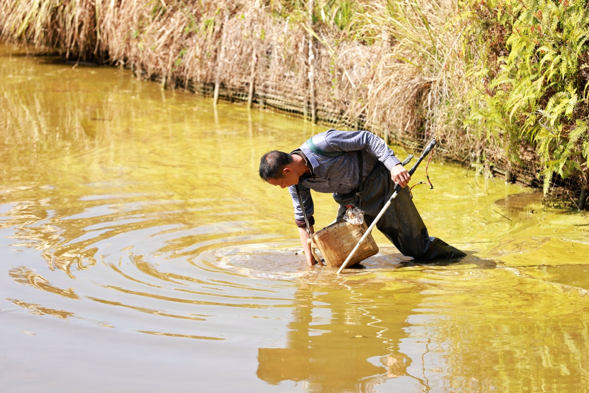 渔夫渔人电鱼鱼塘捞鱼生态农村