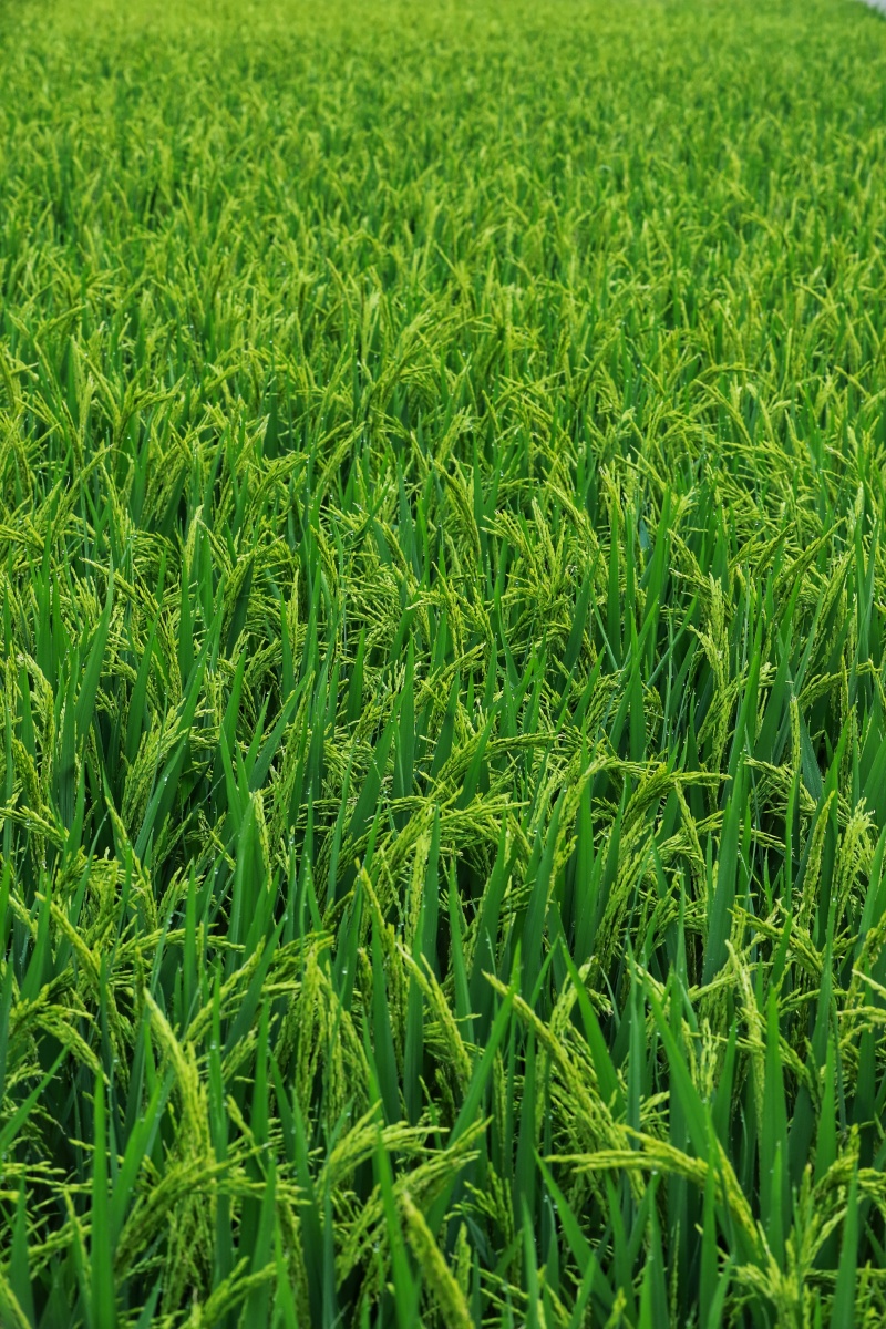 水稻谷穗未熟水稻稻谷禾苗水田弯腰稻穗种植农业农民种植绿色未熟稻穗