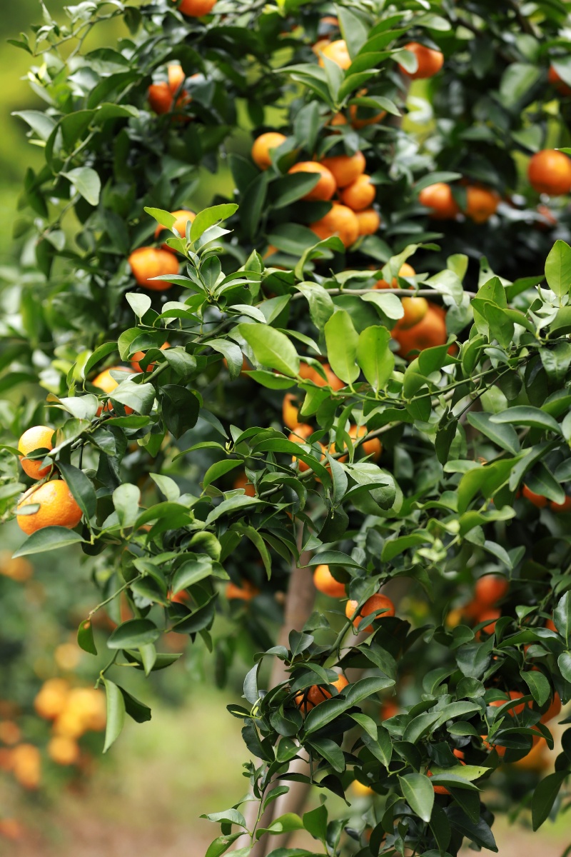 沙糖桔桔子摘沙糖桔果园田园水果收获季节