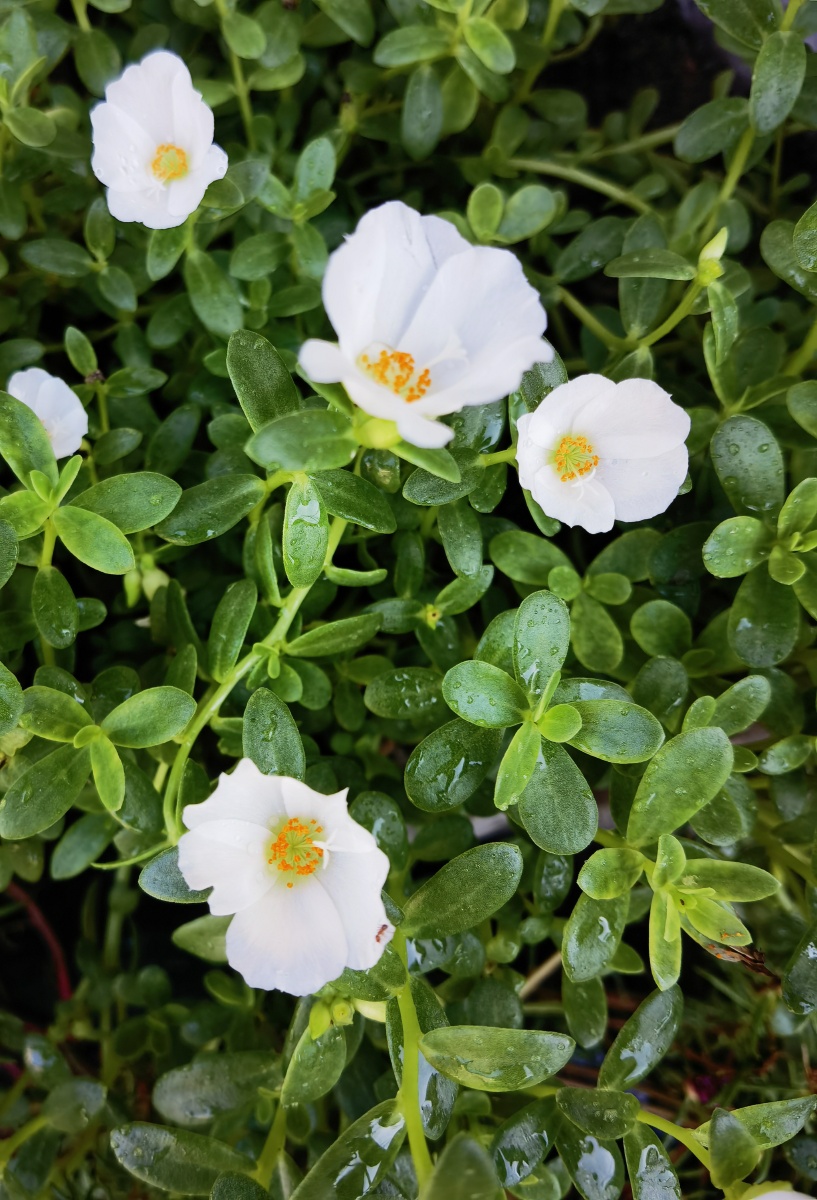 晨花 花朵 白花 马齿苋 - 尚品茗茶 - 图虫