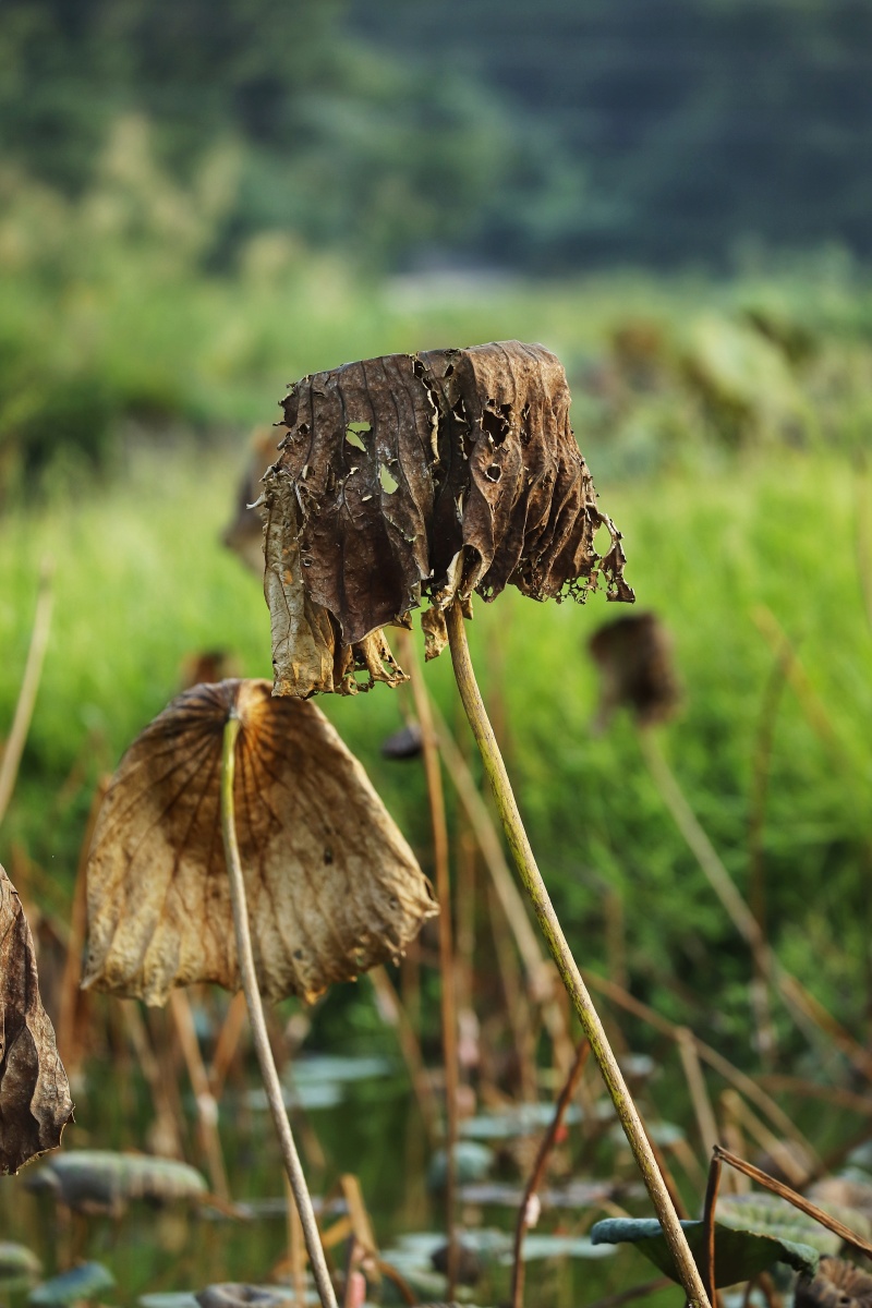 残荷 秋荷 荷塘 枯荷 干枯 秋天