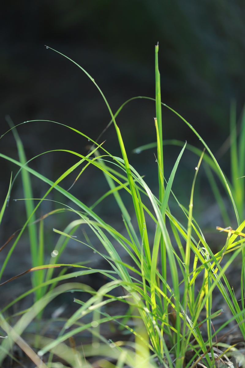 清晨草上露珠露珠小草晨韵