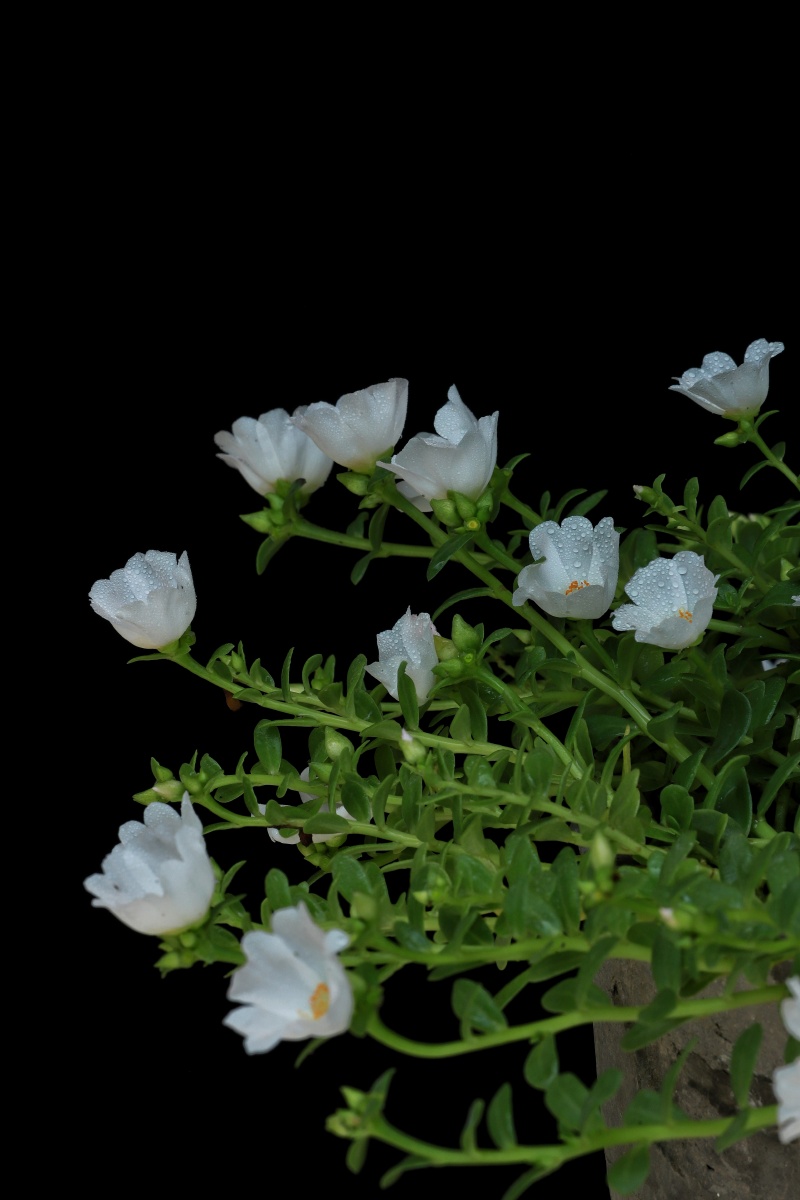 马齿苋 青菜盆栽 鲜花 花朵 园艺 花园 白色花 常见草药 植物 - 尚品
