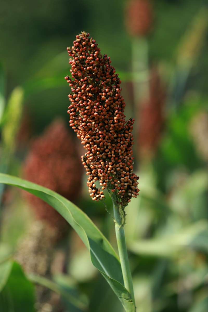 高粱杂粮植物种植田间收获丰收