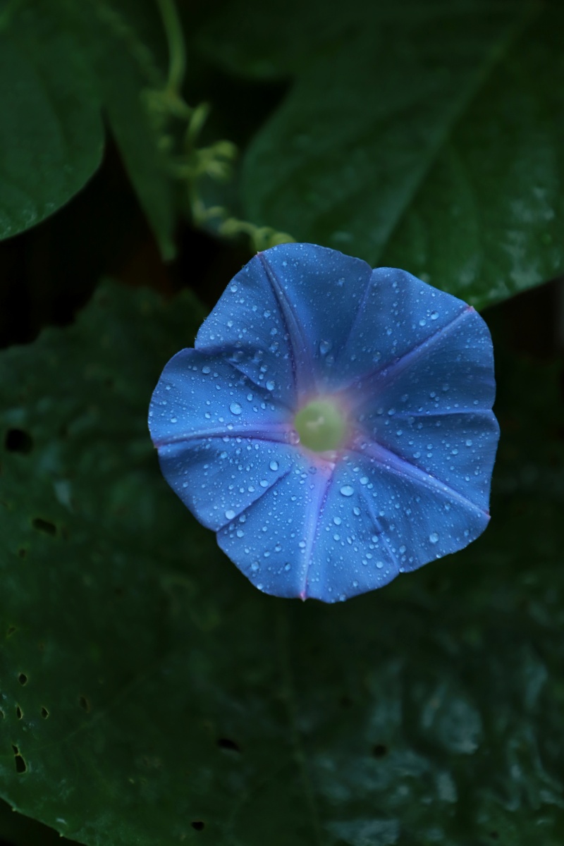 牵牛花晨花花瓣蓝色花紫色花夏至绿意盎然