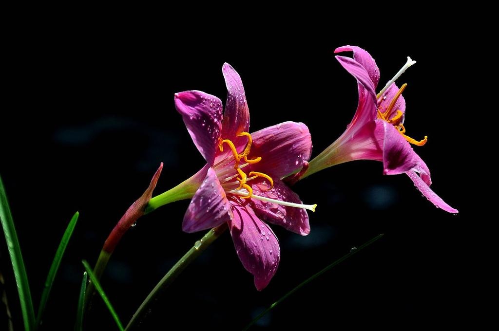花朵 晨花 鲜花 明暗对比 韭莲