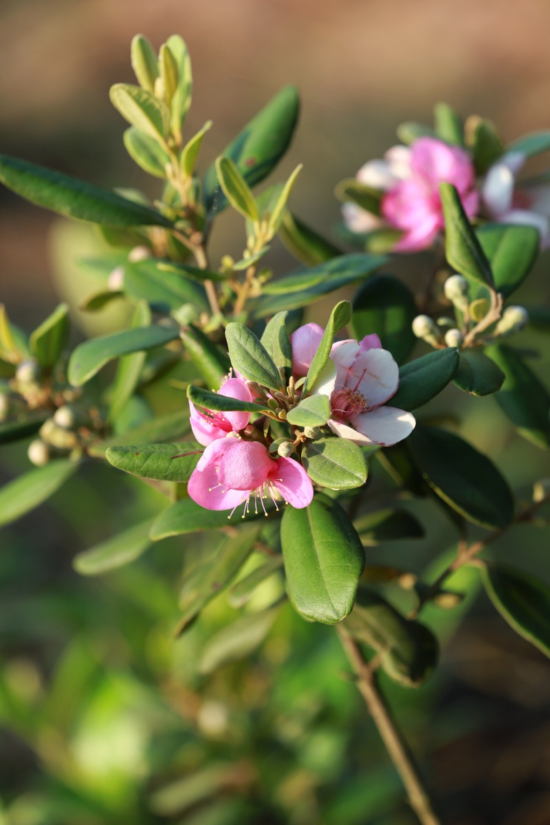 桃金娘花山棯花野生花野果花