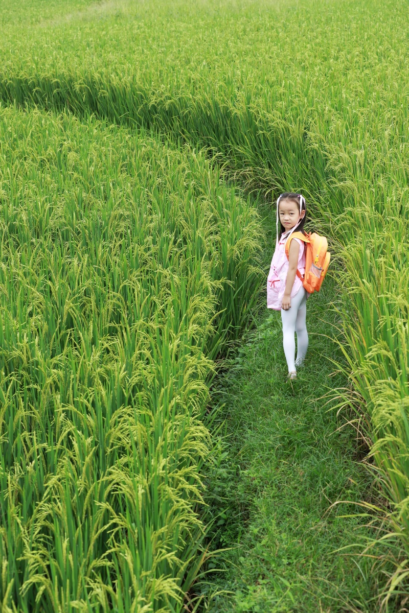 水稻谷穗田园田间儿童田间玩耍女孩