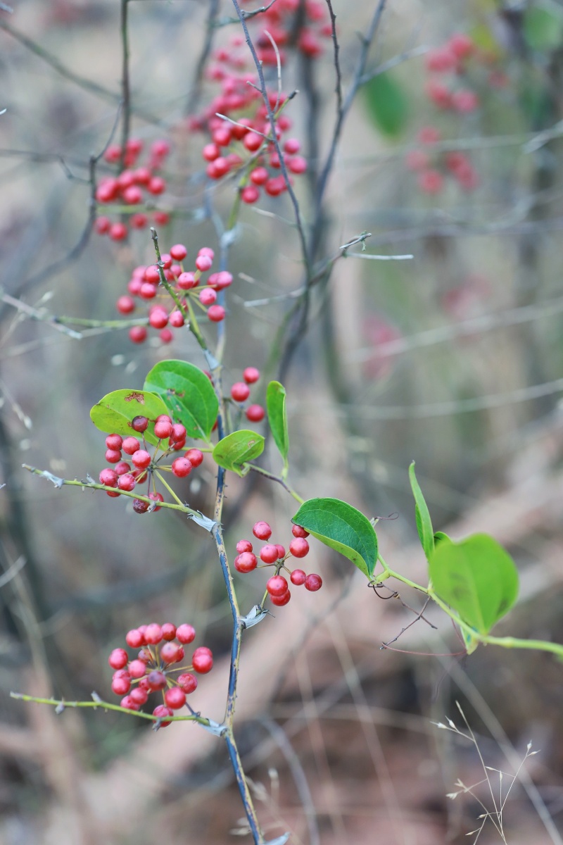 荒山野岭野草野果