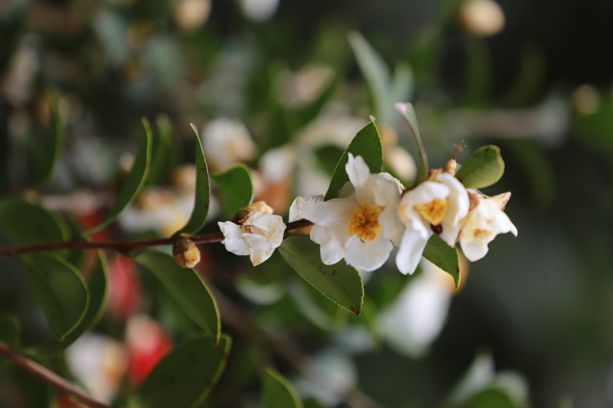 茶花山茶花野花植物冬天开花植物