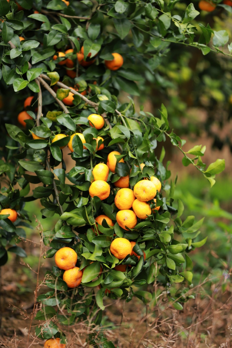 沙糖桔桔子摘沙糖桔果园田园水果收获季节