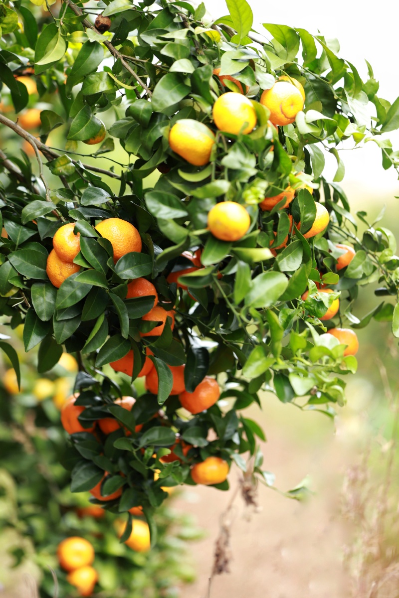 沙糖桔桔子摘沙糖桔果园田园水果收获季节