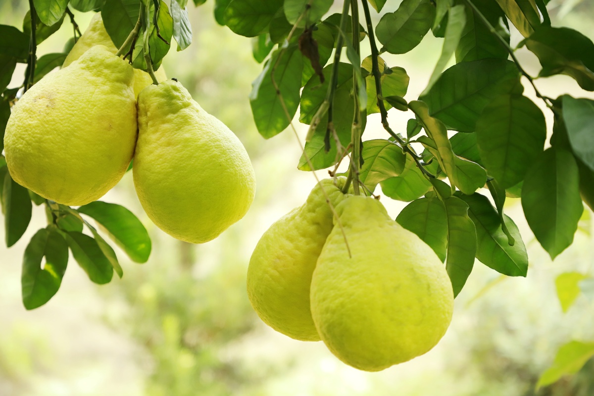 沙田柚 金柚 水果 柚园 柚子 蜜柚 特产水果 梅州金柚 - 尚品茗茶