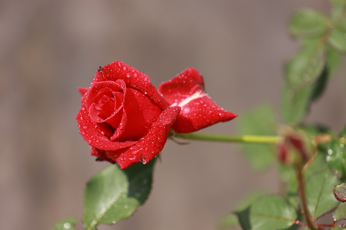 玫瑰花晨花花上露珠娇艳鲜花