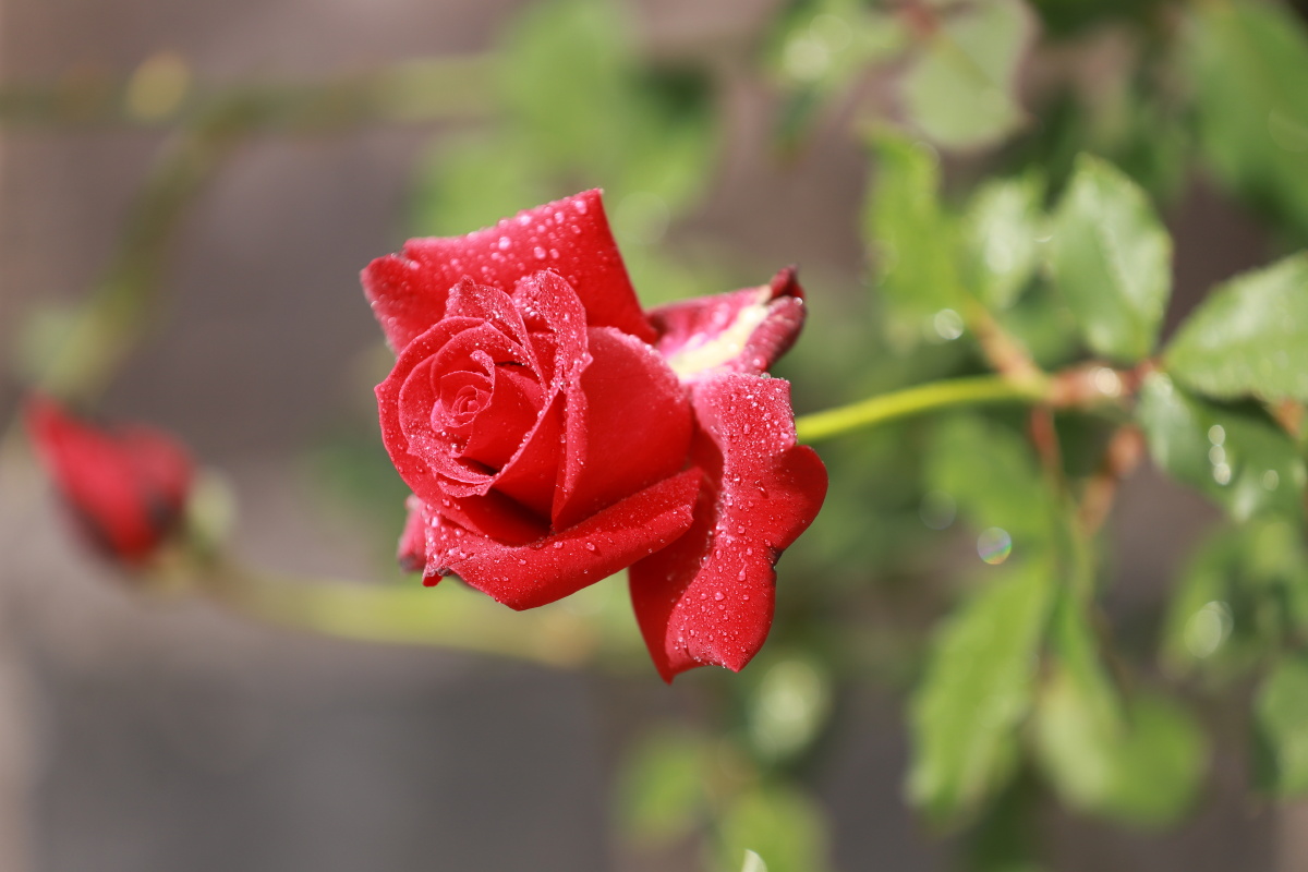 玫瑰花晨花花上露珠娇艳鲜花