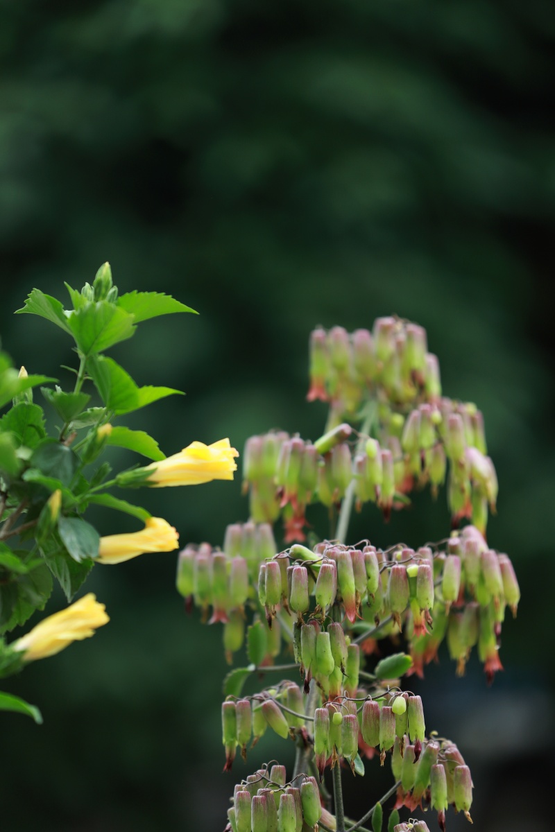 落地生根鲜花盘载花园晨花绿色灯笼花