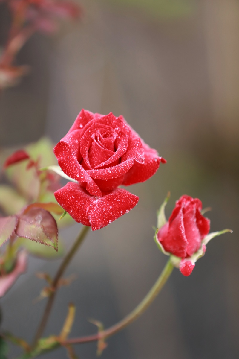 玫瑰花玫瑰园玫瑰色玫瑰金爱情爱情花晨花晨曦露珠带露珠的玫瑰花情人