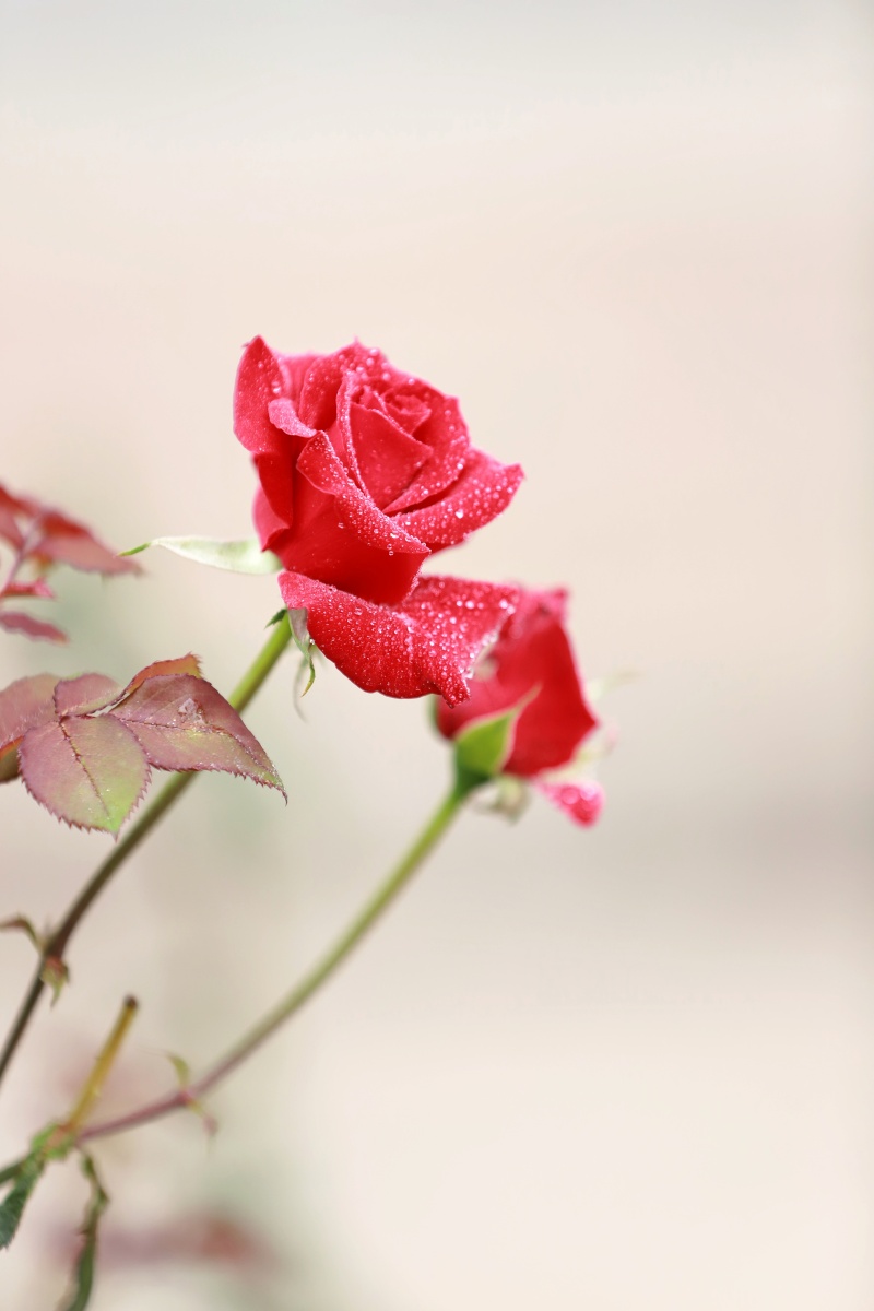 玫瑰花玫瑰园玫瑰色玫瑰金爱情爱情花晨花晨曦露珠带露珠的玫瑰花情人