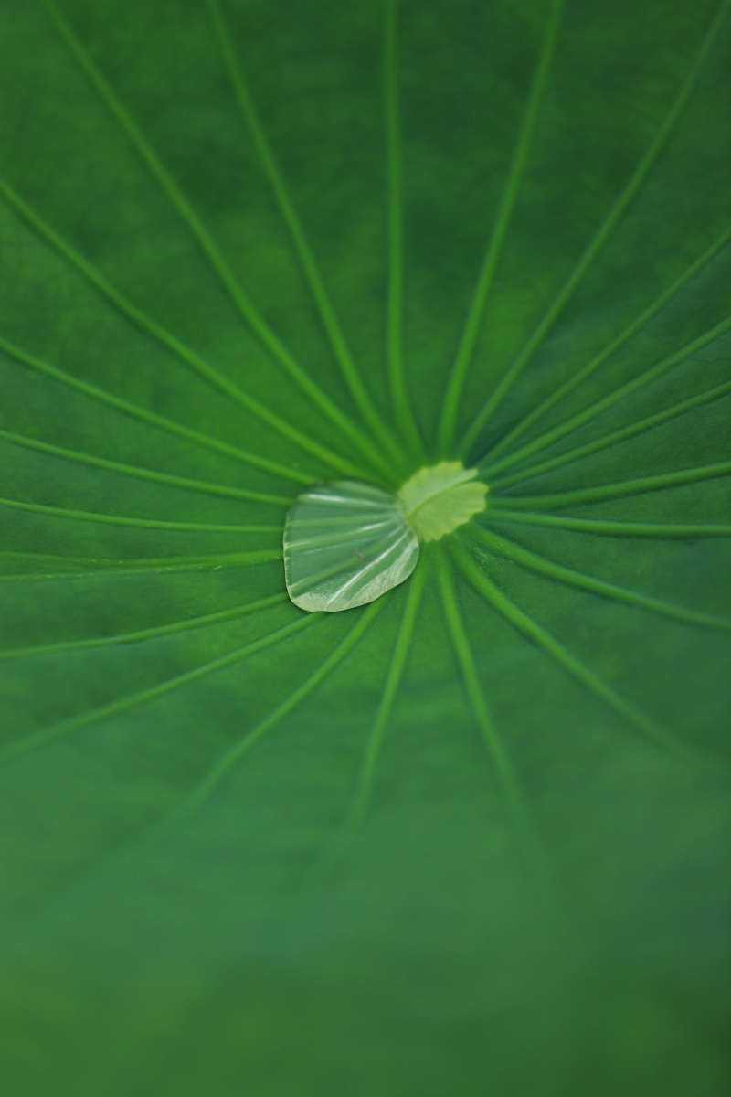 水珠荷叶水珠绿叶禅意水滴荷叶