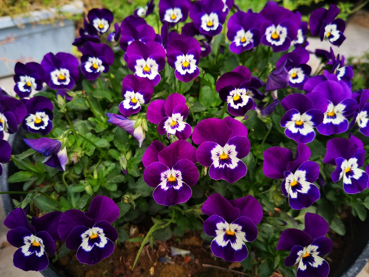 三色堇晨花花盆盆栽紫色花园林绿化植物