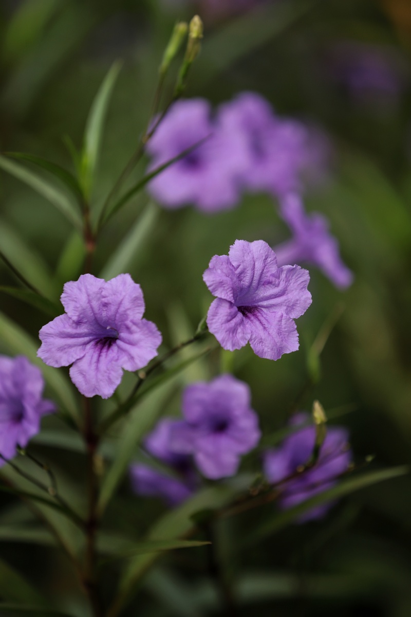 蓝花草蓝色花朵紫色花朵晨花鲜花花草花瓣植物