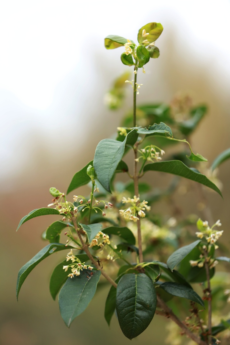 桂花 桂花树 树苗 苗圃 园林绿化 种植 幽静图片 - 尚品茗茶 - 图虫