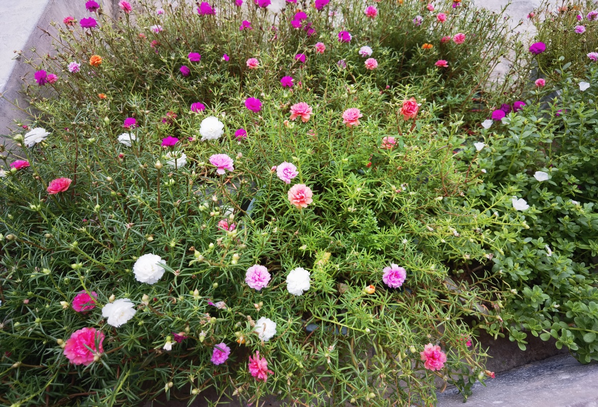 庭院 小红花 花朵 日日红