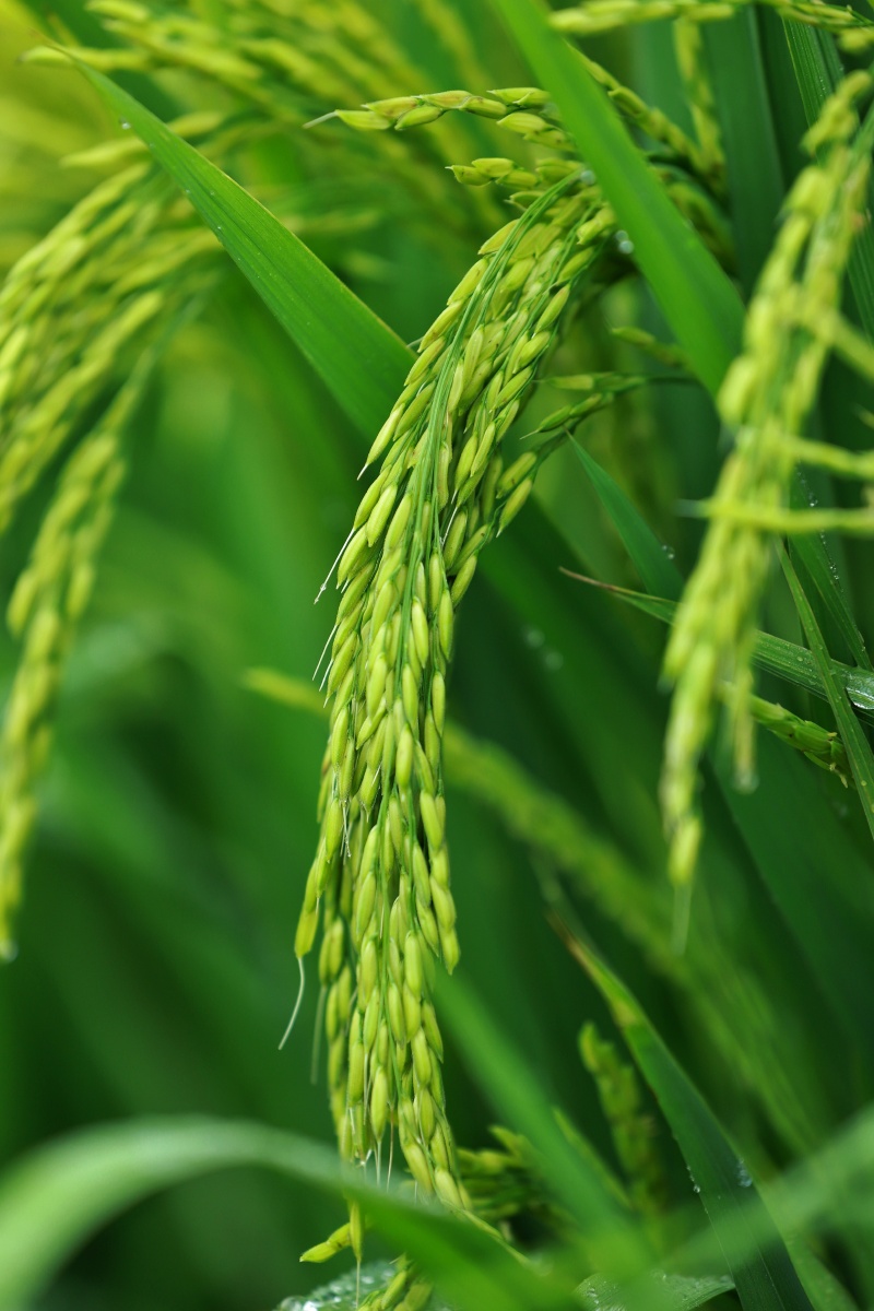 水稻谷穗未熟水稻稻谷禾苗水田弯腰稻穗种植农业农民种植绿色未熟稻穗