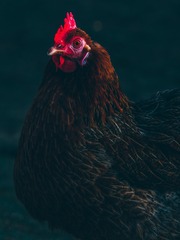 12268