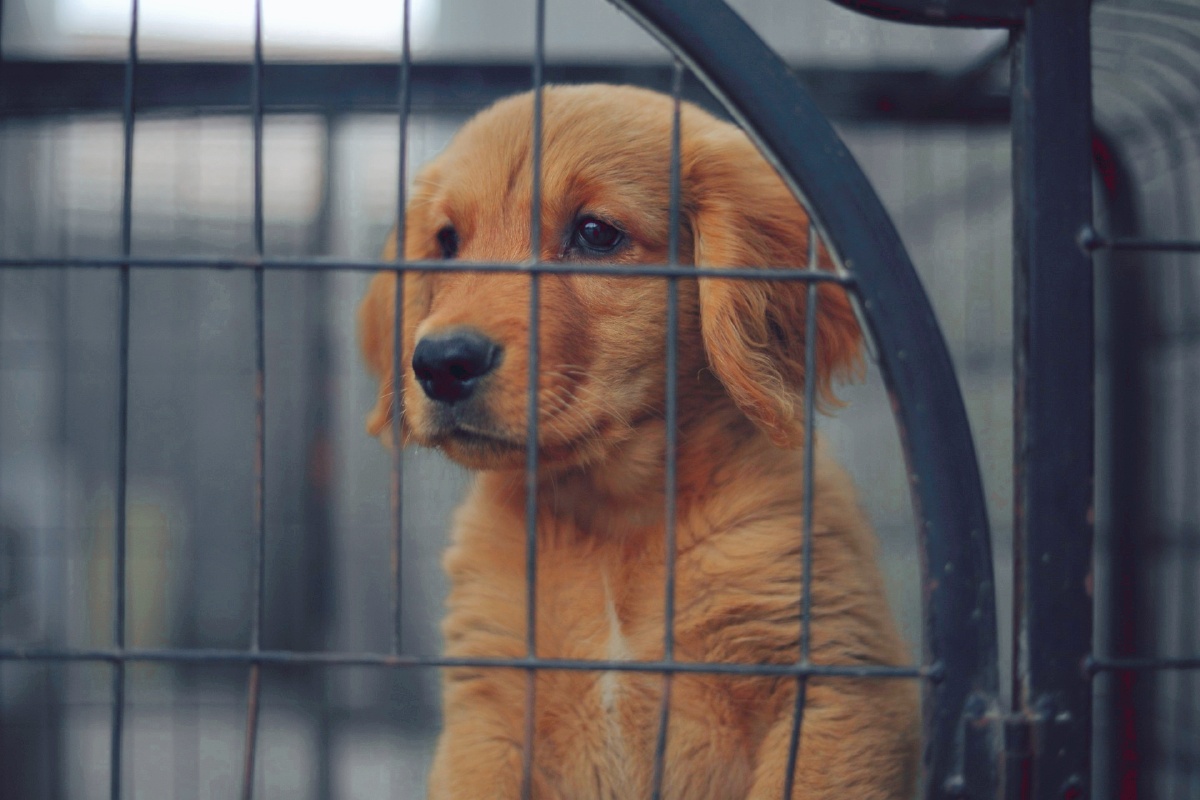 一双充满渴望的眼睛