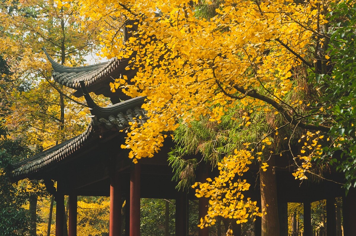 杭州灵隐寺枫银杏