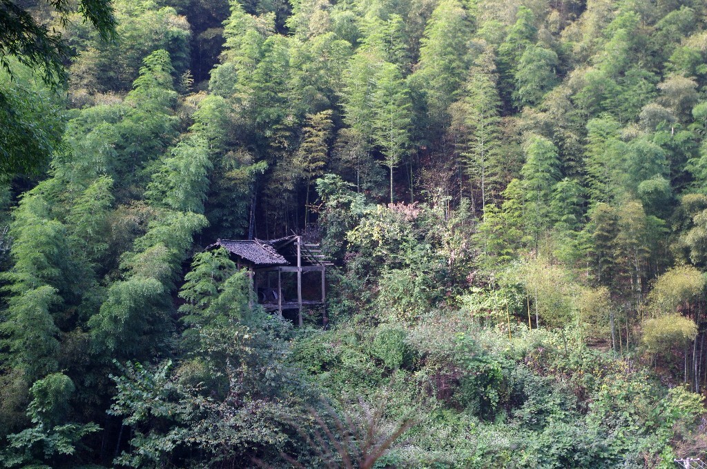 16:一栋没有完全拆散的木房掩映于竹林之中,下面的菜园早已被野草覆盖。2016年9月,湖南绥宁县长铺乡安阳山村。