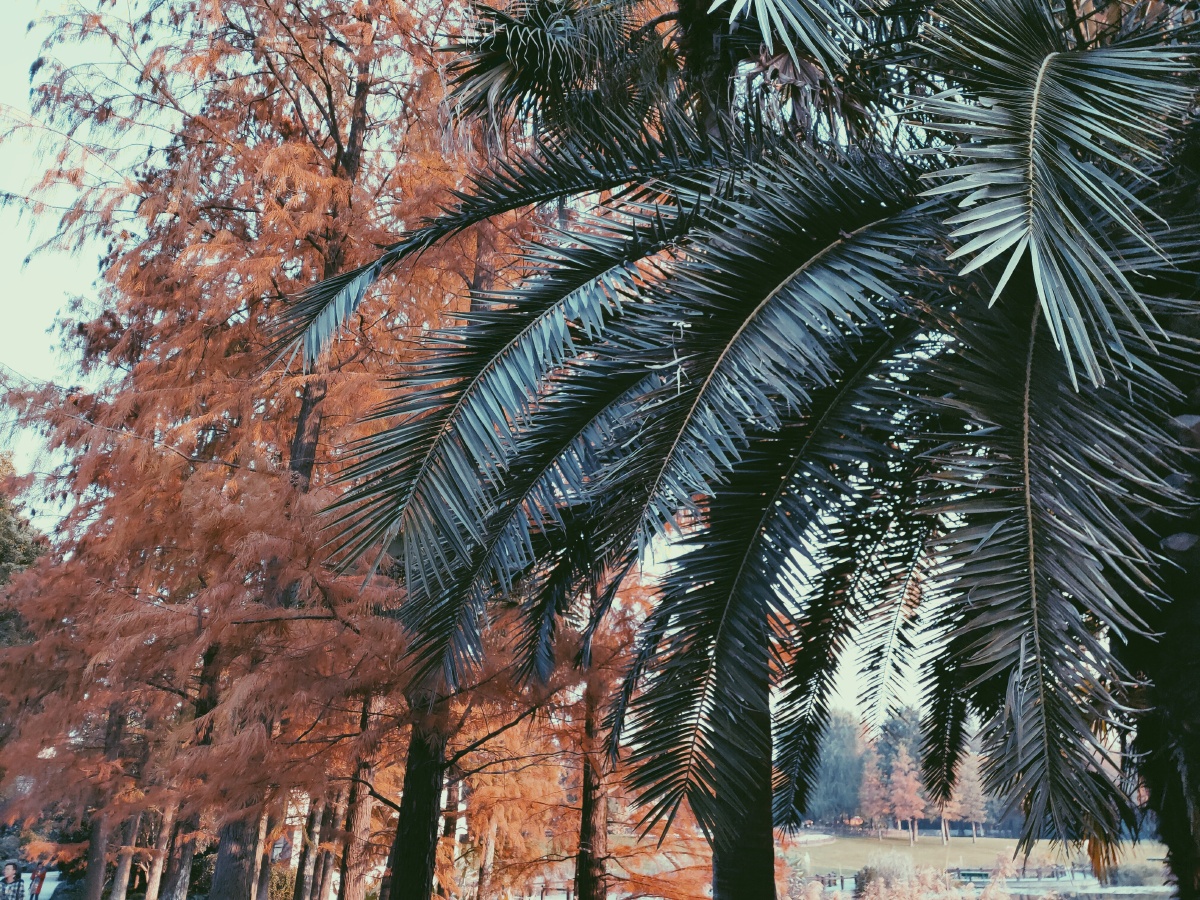 没有谎言的四月