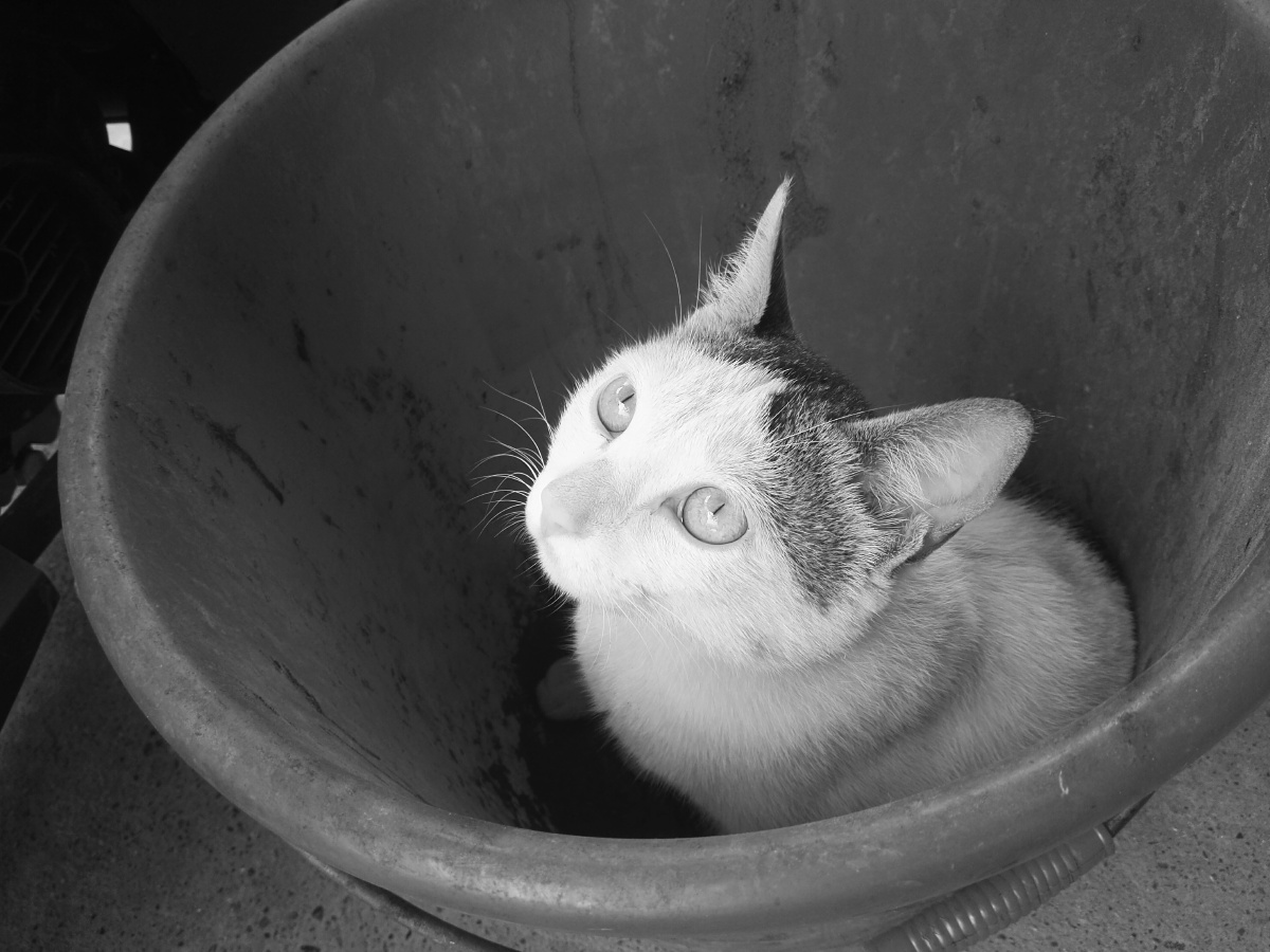 垃圾桶里的猫