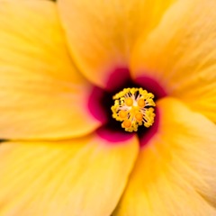 花芯