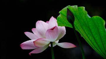 e荷花