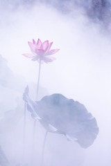 雾荷