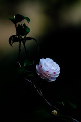 山茶