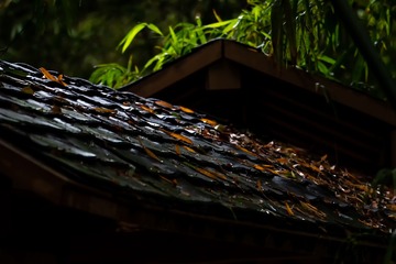 秋日小景