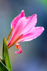 美人蕉，红色