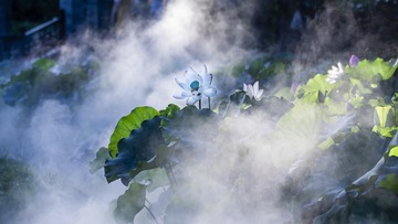 雾荷