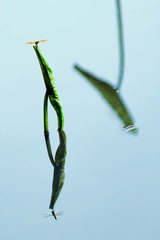 荷