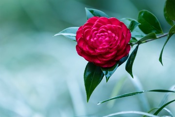 山茶