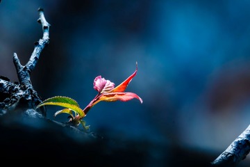 梅芽