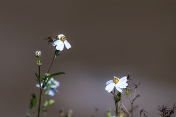 白花鬼针草